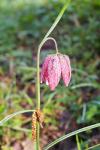 Fritillaria meleagris