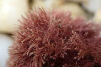 Amphiroa cryptarthrodia