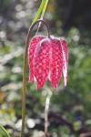 Fritillaria meleagris