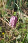 Fritillaria meleagris