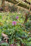 Fritillaria meleagris