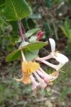Lonicera implexa