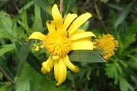 Euryops chrysanthemoides