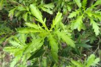 Euryops chrysanthemoides