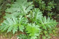 Acanthus mollis