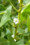Myoporum laetum