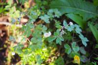 Isopyrum thalictroides