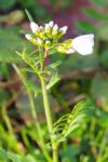 Cardamine pratensis