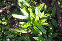 Tractema lilio-hyacinthus