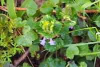 Glechoma hederacea