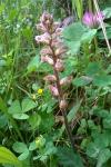 Orobanche minor