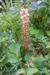 Orobanche