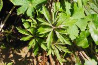 Anemone ranunculoides