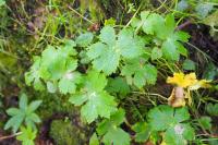 Geranium phaeum