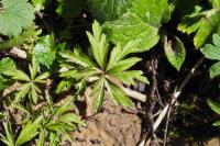 Anemone ranunculoides