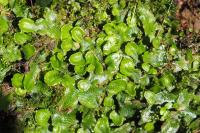 Conocephalum conicum