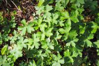 Geranium phaeum