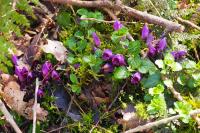 Lathraea clandestina