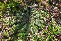Cirsium palustre