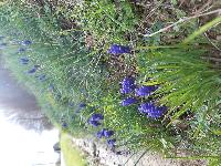Muscari neglectum