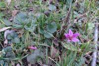 Erythronium dens-canis