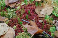 Sphagnum