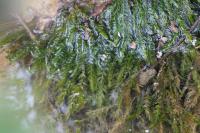 Fontinalis antipyretica