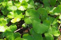 Petasites pyrenaicus