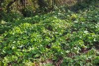 Petasites pyrenaicus