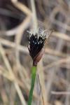 Schoenus nigricans