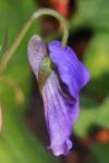Viola riviniana