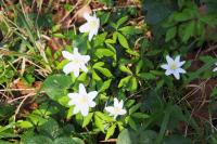 Anemone nemorosa
