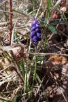 Muscari motelayi