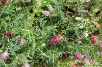 Vicia benghalensis