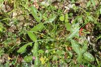 Bituminaria bituminosa