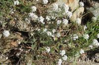 Lobularia maritima