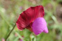 Lathyrus clymenum