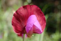 Lathyrus clymenum