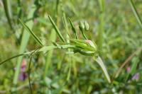 Lathyrus clymenum
