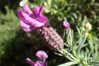 Lavandula stoechas
