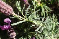 Lavandula stoechas