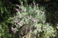 Lavandula stoechas