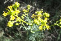 Ruta angustifolia