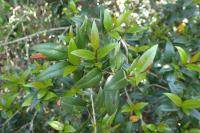 Myrtus communis