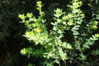 Genista monspessulana