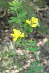 Genista monspessulana