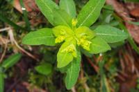 Euphorbia hyberna