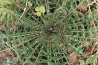 Cirsium palustre
