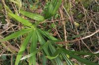 Trachycarpus fortunei