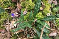 Pulmonaria longifolia